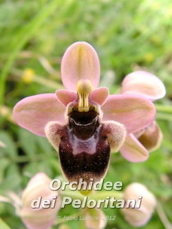 Ophrys x sommieri, ibrido tra O. bombyliflora e O. tenthredinifera